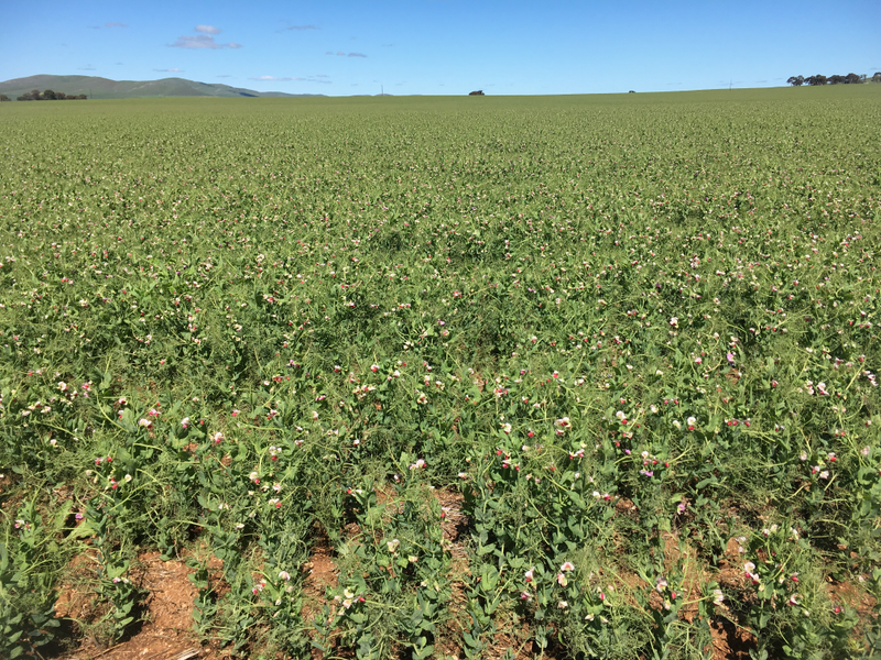 Snow peas?